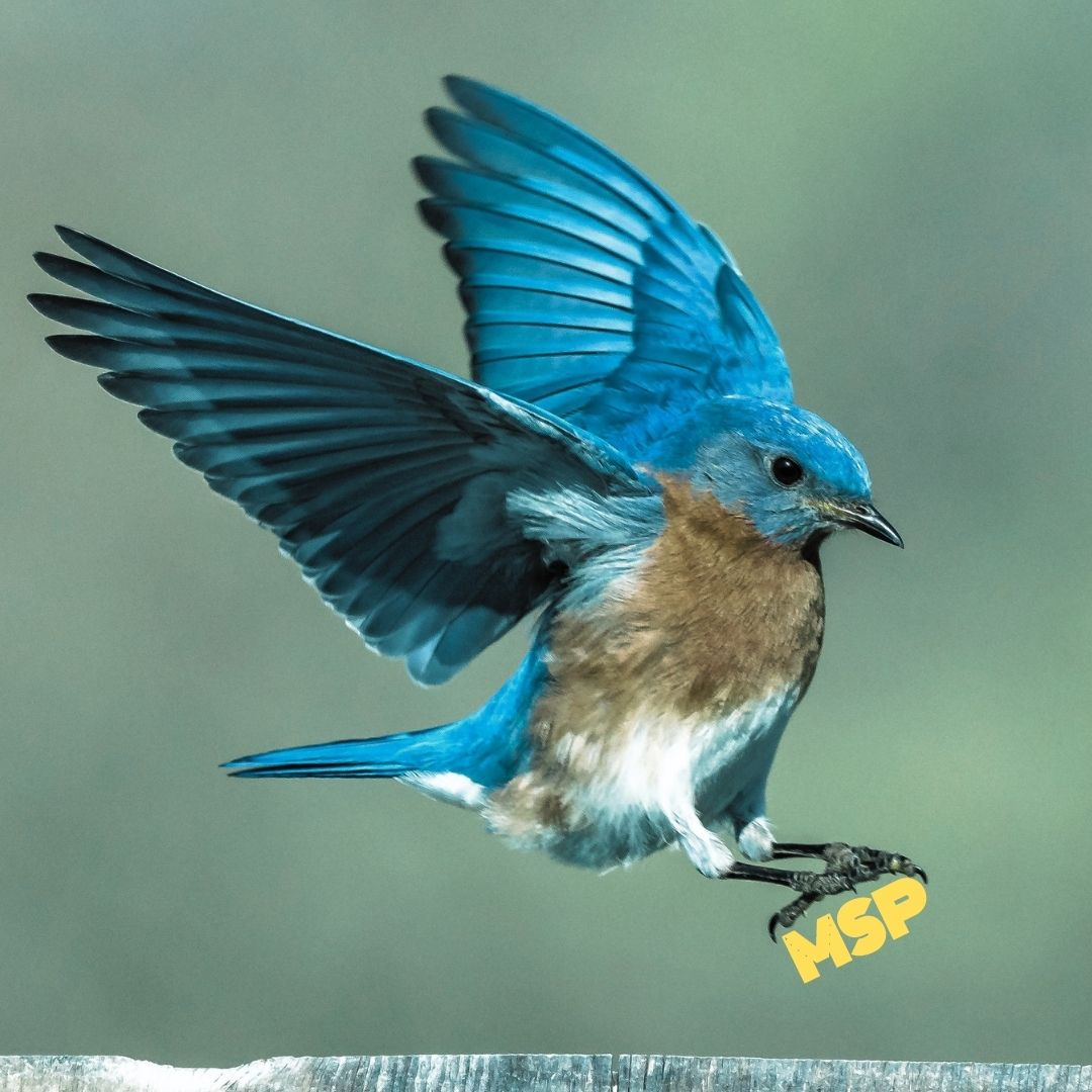MSP204. To Squawk And Settle. The Emperor’s New Feathers.