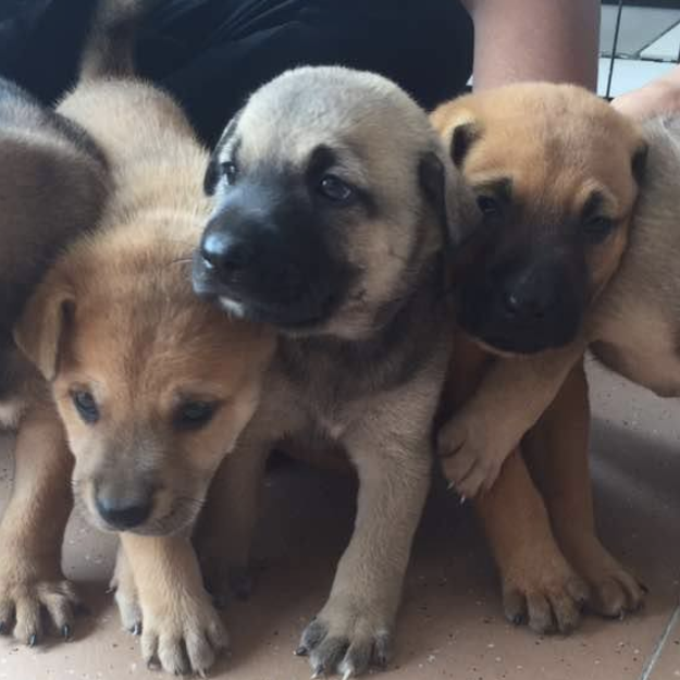 “As A Shelter The Priority Are The Dogs”: How LASS Is Coping With Rising Costs 