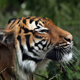 A Bleak Future for Malayan Tigers?