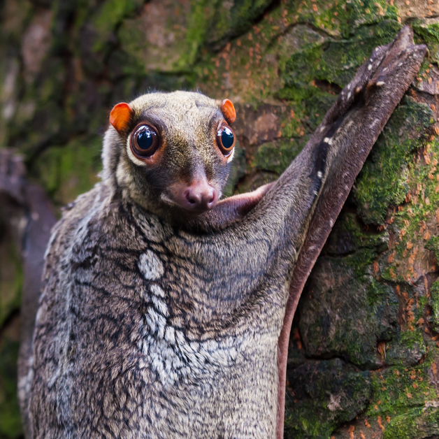 For the Love of Langkawi