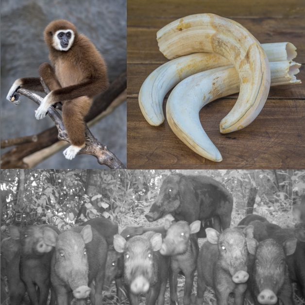 Macaranga Wrap-up: February 2022