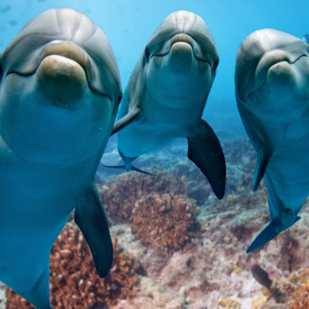 Biodiversity for Malaysia: Coming Together for the 30x30 Target