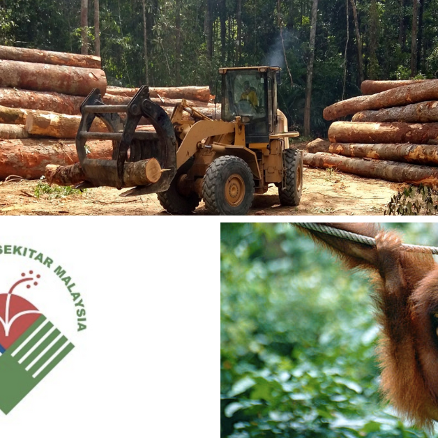 Macaranga Wrap-Up: July 2022