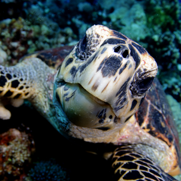 Biodiversity For Malaysia: Global Frameworks & Targets Explained