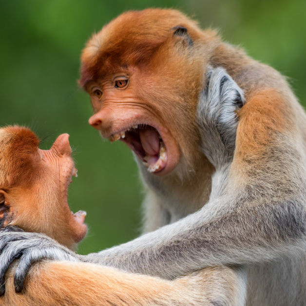Biodiversity Talks: “More Divergence Than Convergence”