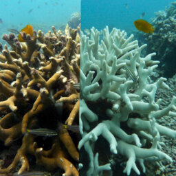 The ABC’s of Biodiversity: Coral Reefs