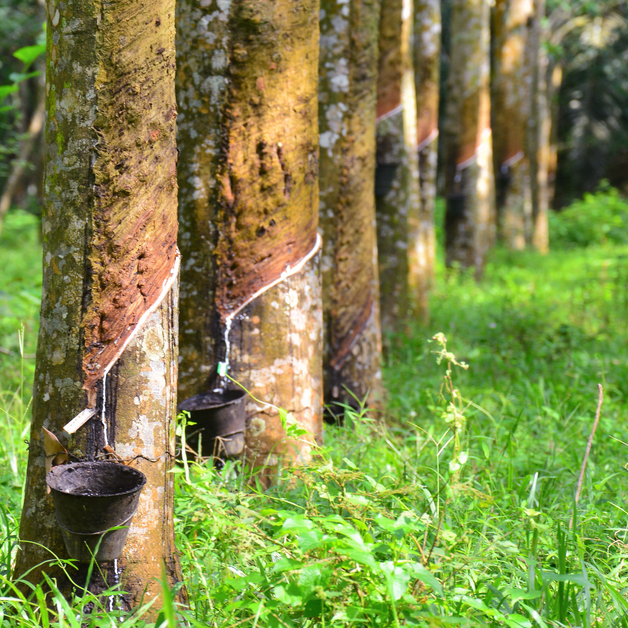 LadangHutan - A Look at Forest Plantation Projects in Peninsular Malaysia