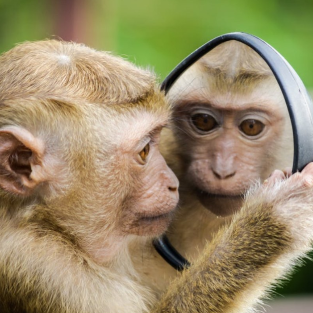 The Animal Neighbours Project