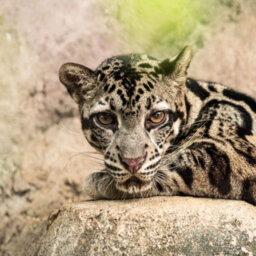 The ABC's of Biodiversity: Sunda Clouded Leopard