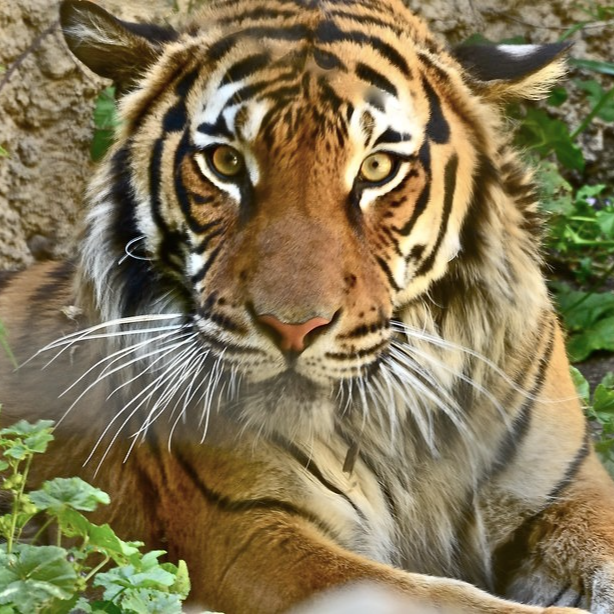 Global Tiger Day 2022: Keeping Up the Fight for Malayan Tigers Lives