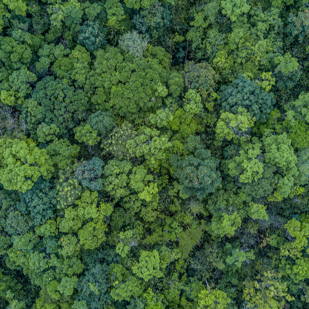 Best of Earth Matters 2021 - All About Forests