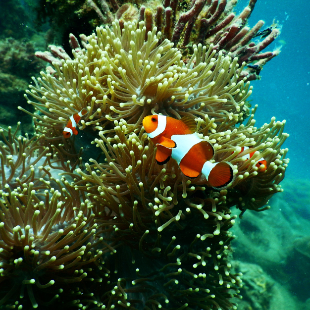 Biodiversity for Malaysia: Whither, the 30x30 Target?