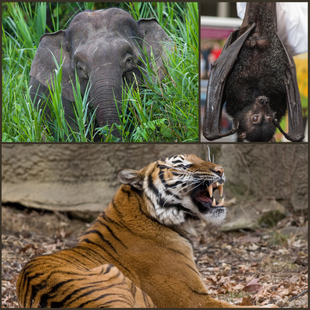 Best of Earth Matters 2021: All About Wildlife