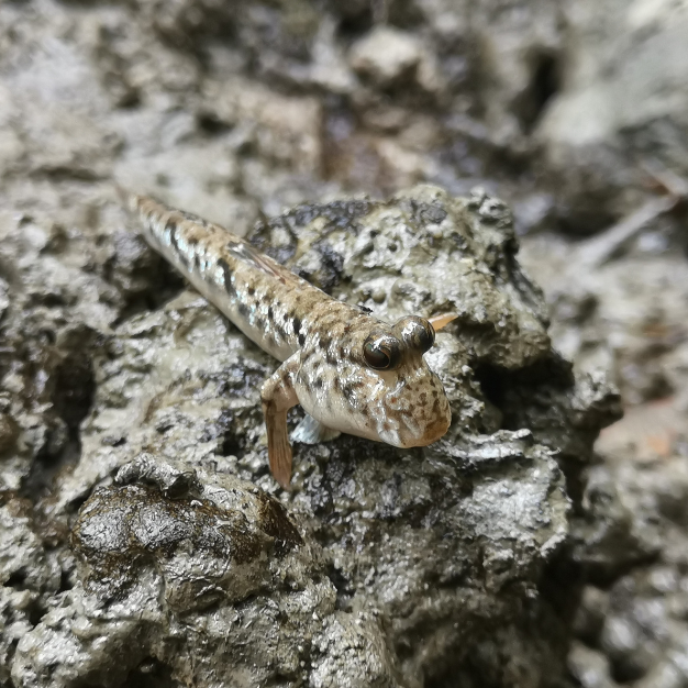 A Proposed Tourism Project for Kuala Selangor Nature Park?