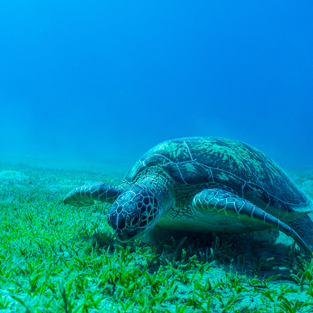 The ABC's of Biodiversity: Seagrasses