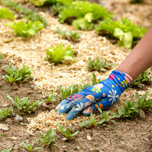 Permaculture Power Pt 1: Why Start A Permaculture Garden