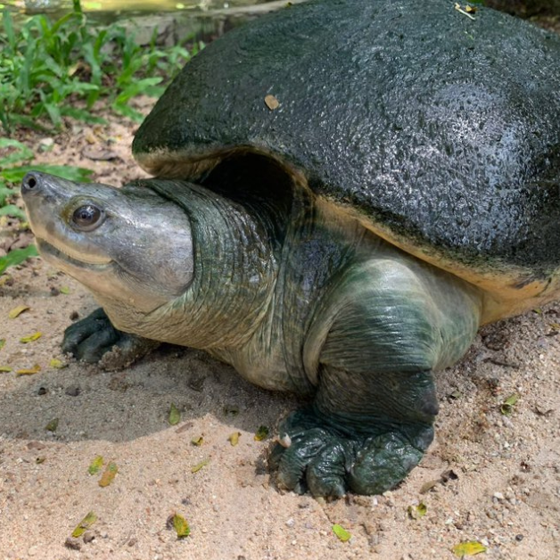 The ABC's of Biodiversity: River Terrapins