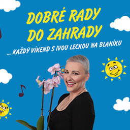 DOBRÉ RADY DO ZAHRADY NA RÁDIU BLANÍK - levandule - pěstování