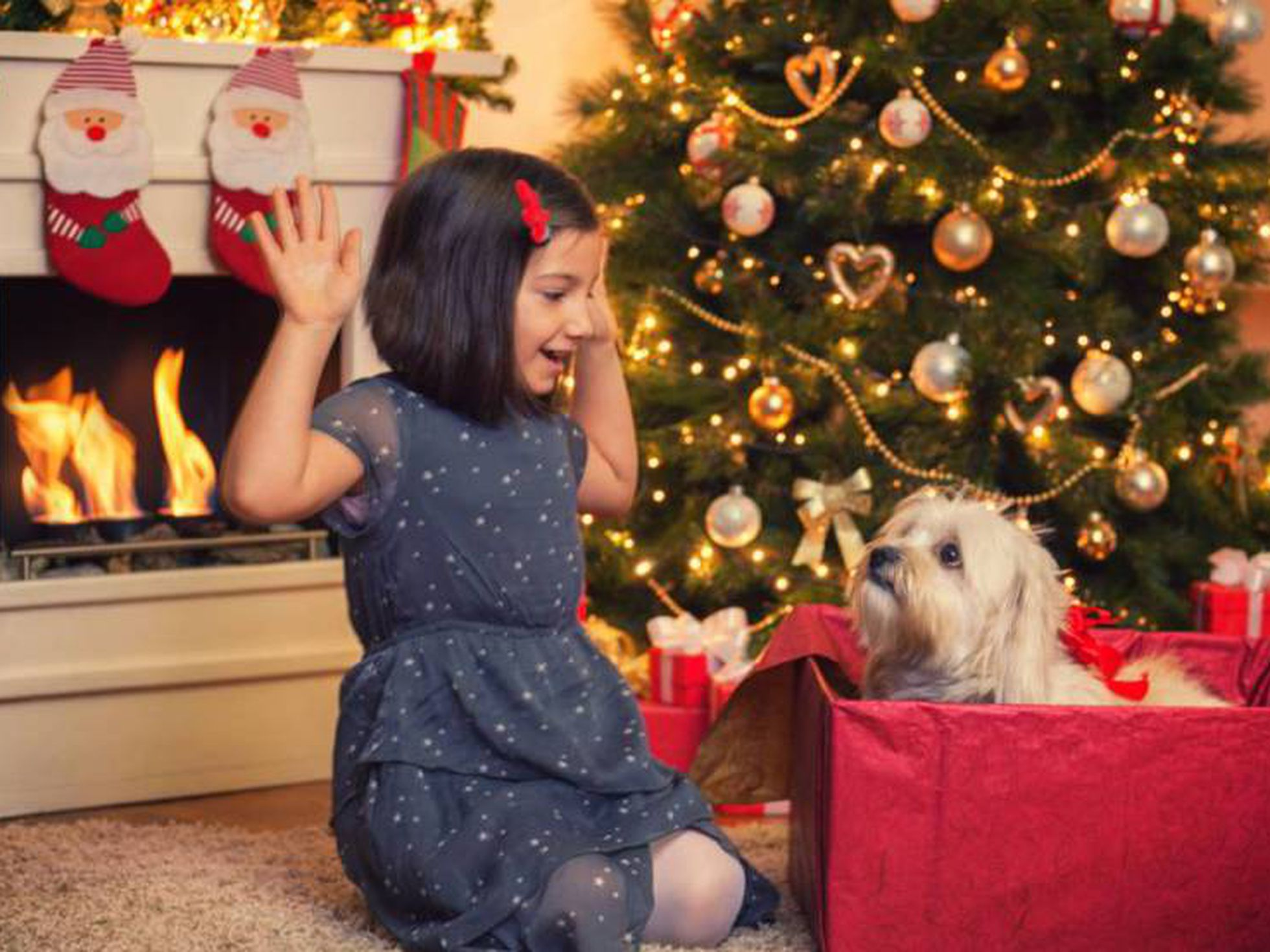 ¿Vas a regalar una mascota en Día de Reyes? Te dejamos algunas razones para reconsiderarlo