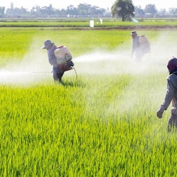 “El glifosato se ha usado desde hace más de 40 años como herbicida en todo el mundo, no es dañino para la salud”: CNA