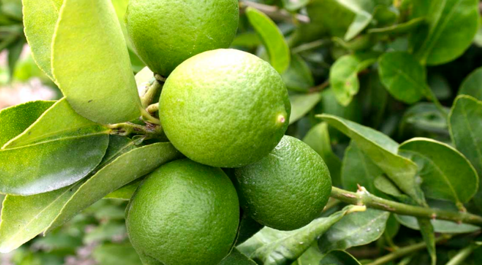 ¿Hay algún impacto en el precio del limón por las extorsiones a productores? Esto dijo el Grupo Consultor de Mercados Agrícolas