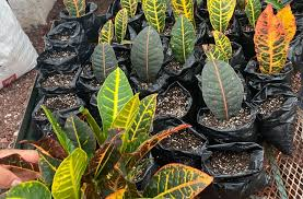 Plantas de ornato para combatir la contaminación de suelos con plomo