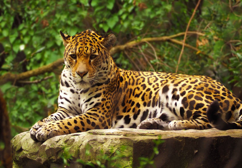 “Produccion y exportación de camarón está impactando en especies como el jaguar, asi como los manglares”: Agencia Celsius