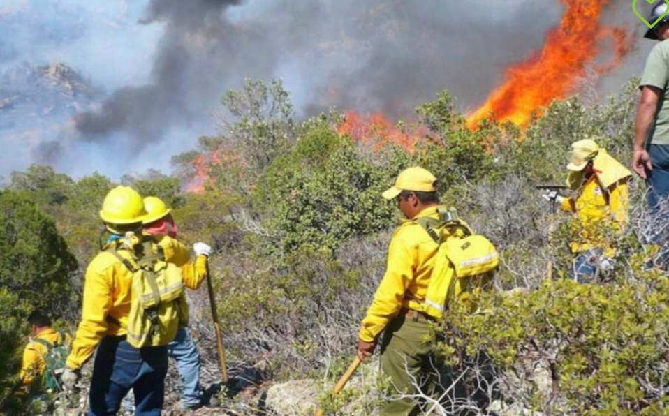 "Altas temperaturas, escasez de agua y cambio climático incrementan condiciones para generar incendios": Probosque