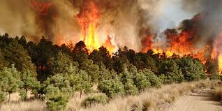¿Qué hacer para evitar los incendios forestales en esta época de calor? Un especialista nos cuenta