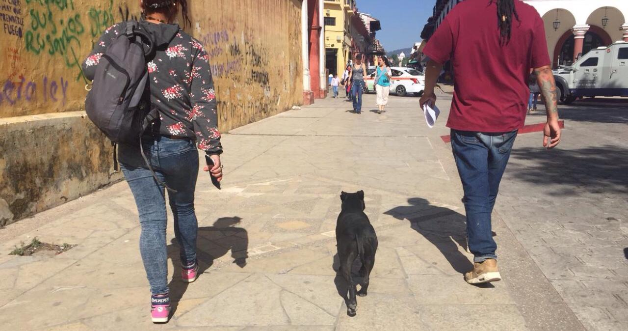 ¿Sabes cuál es la sanción por pasear a tu perro sin correa?