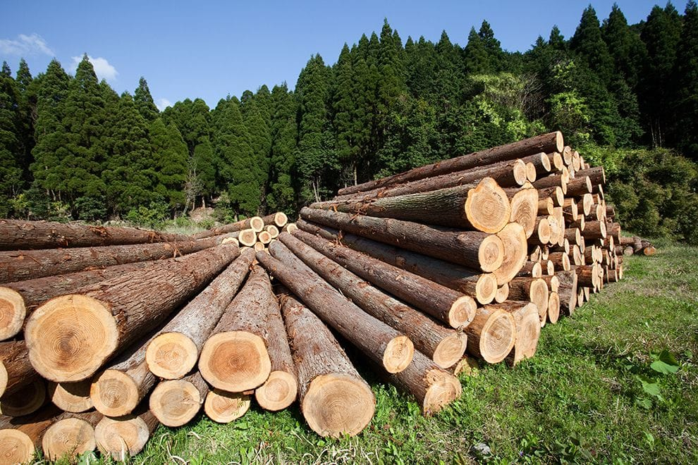 ¿Conoces las medidas que se están tomando en la CDMX contra la tala ilegal? El diputado Carlos Mirón nos cuenta