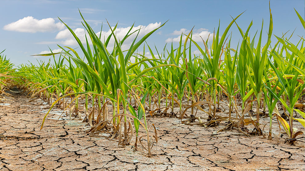 Hay estados con 100% de sequia y esto ya está repercutiendo en el aumento de precios: Grupo Consultor de Mercados Agrícolas