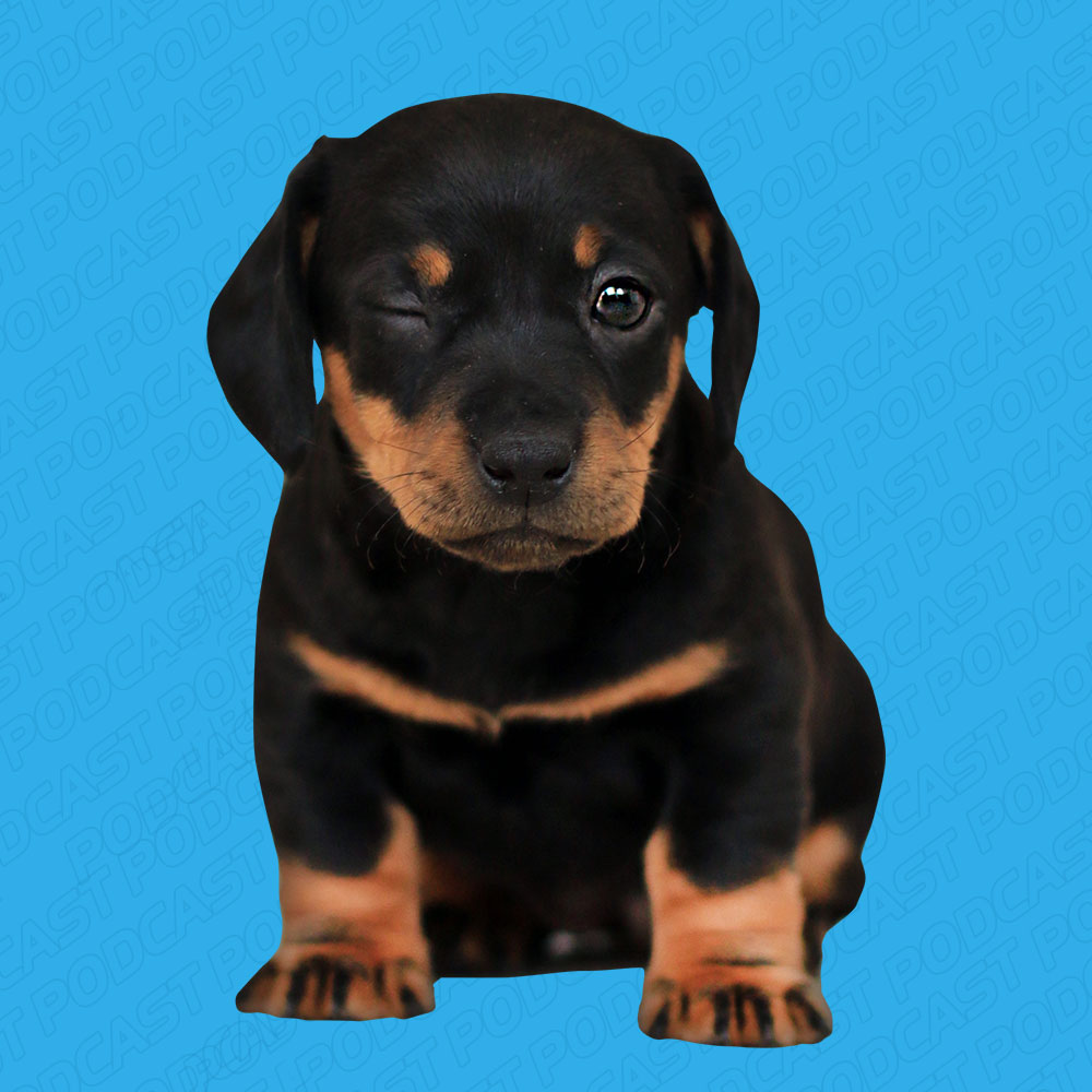 Mascotas con Estrella