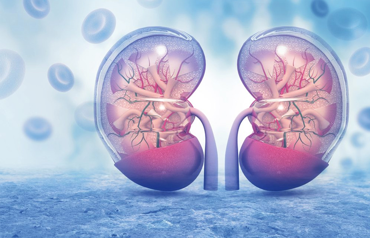¿Qué tan importante es la función renal? 12.2% de los mexicanos tiene algún problema: Dr. Kelber