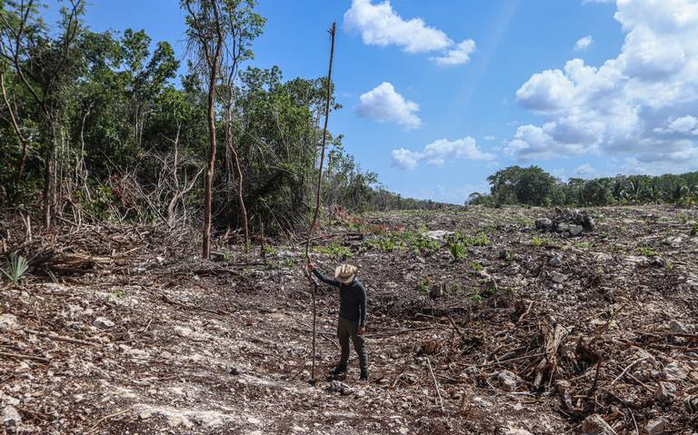 “Solo en el tramo 5 del Tren Maya, tenemos contabilizados 10 millones de árboles talados”: José "Pepé" Urbina
