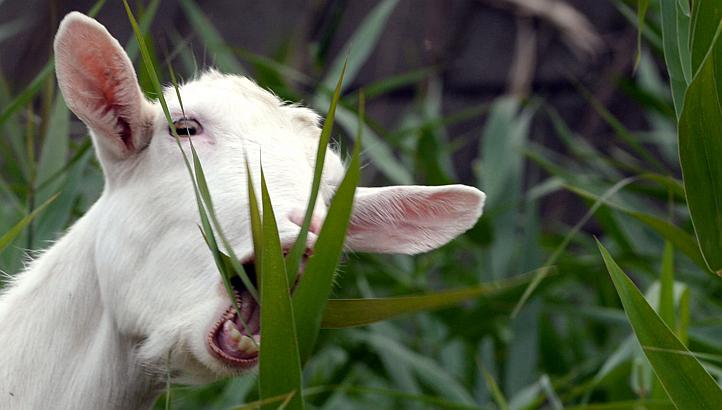 Are Weeds Healthy To Eat, MCT Oil Allergies, Resistance Bands vs. Free Weights & Much More!