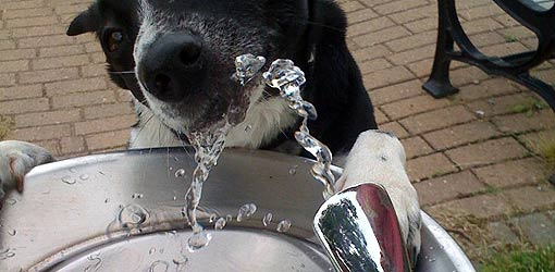 Foam Rolling 101, Collagen Confusion, Germs on Water Fountains And More!