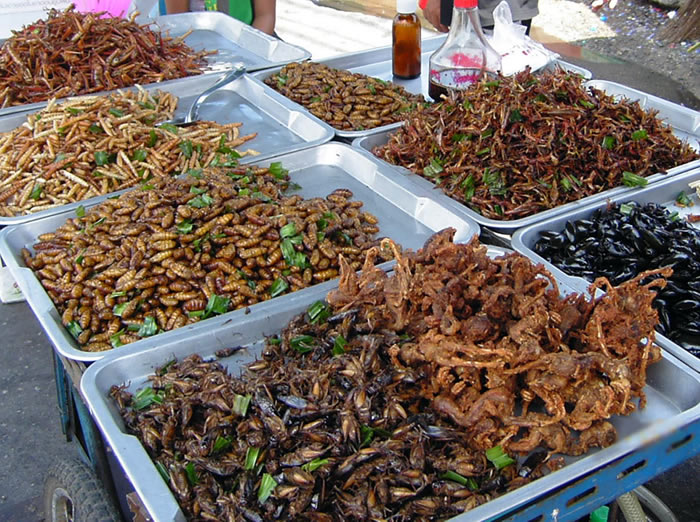 Is Eating Insects Healthy, Should Kids Run Long Distances, How To Get Fit With A Sauna & Much More.