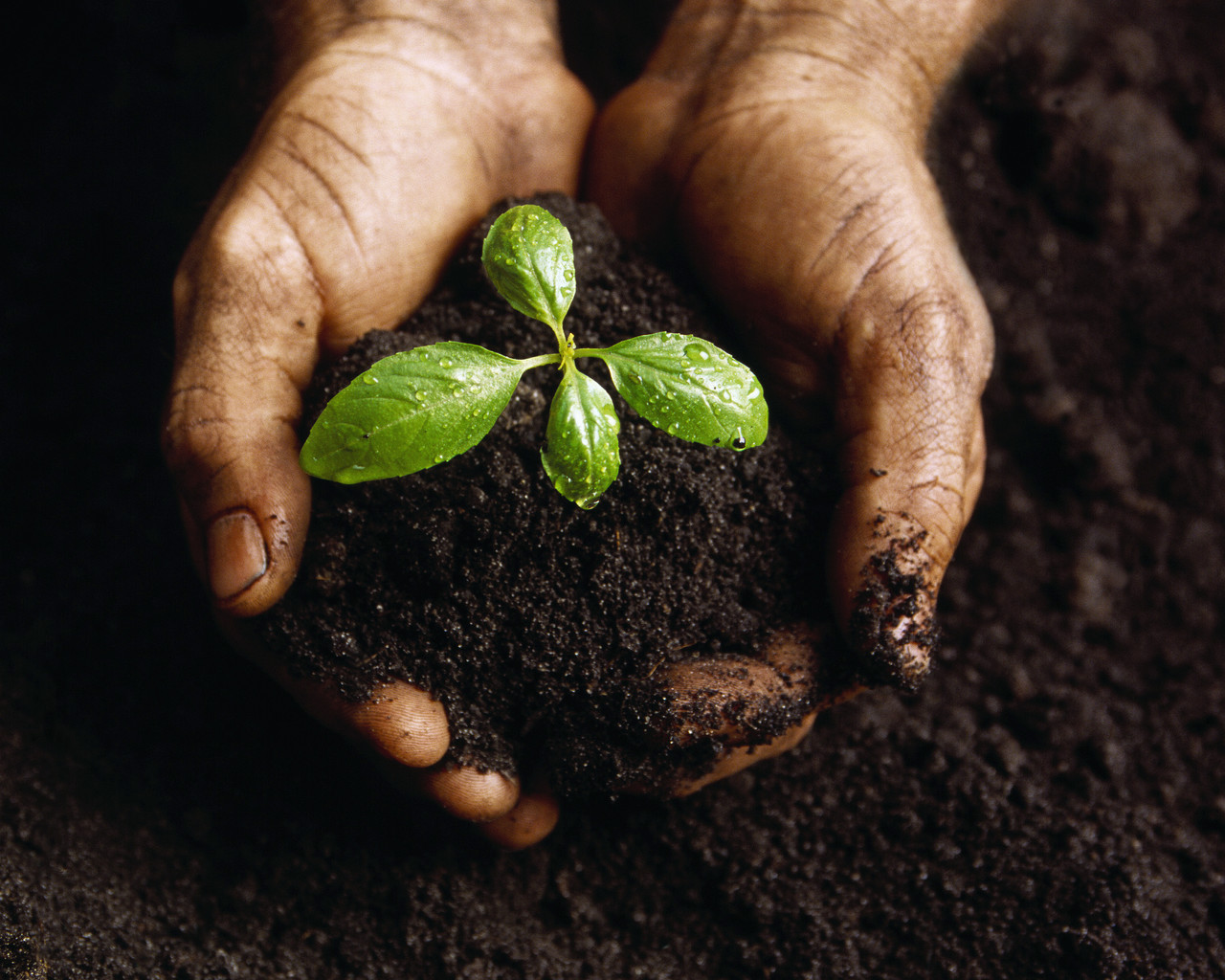 Podcast Episode #47: Everything You Need to Know About Ayurvedic Medicine And Why It Is More Important Than You May Think.