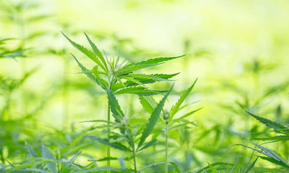 How To Get All The Benefits Of Weed Without Actually Using Weed.