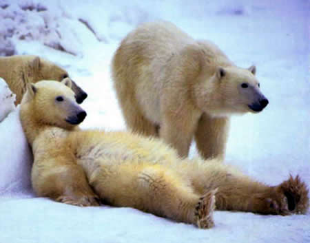 Episode #187: Does Cold Thermogenesis Work For Fat Loss?