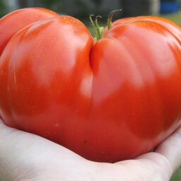 Podcast Episode #61: Are 14 Foot Tall Tomato Plants Actually Healthy?
