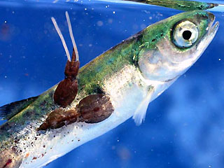 Podcast Episode #44: The Truth About Salmon – & BONUS Coverage on Thermogenics, L-Theanine, Water Jogging, Knee Pain and Much More!