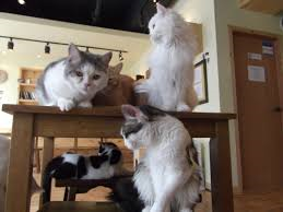 Host Discussion: Cat Cafes