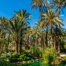 Tall Stories 318: The Palmeral of Elche