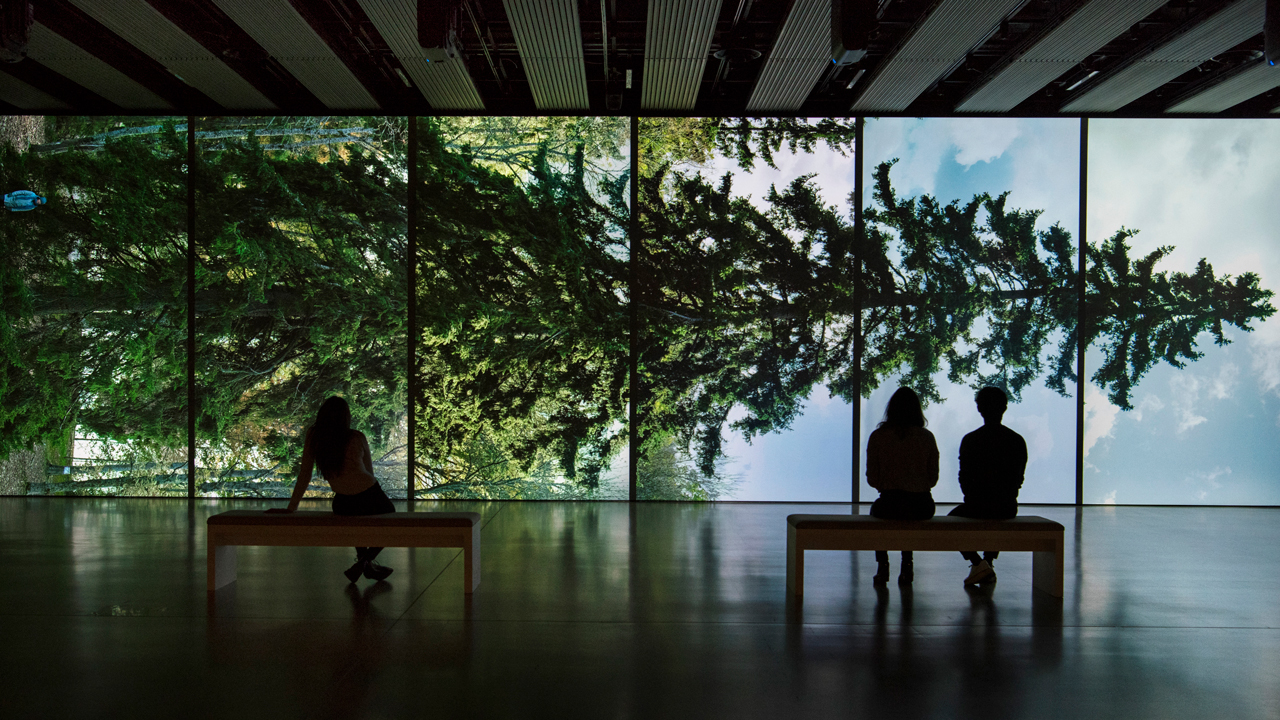 ‘Among the Trees’