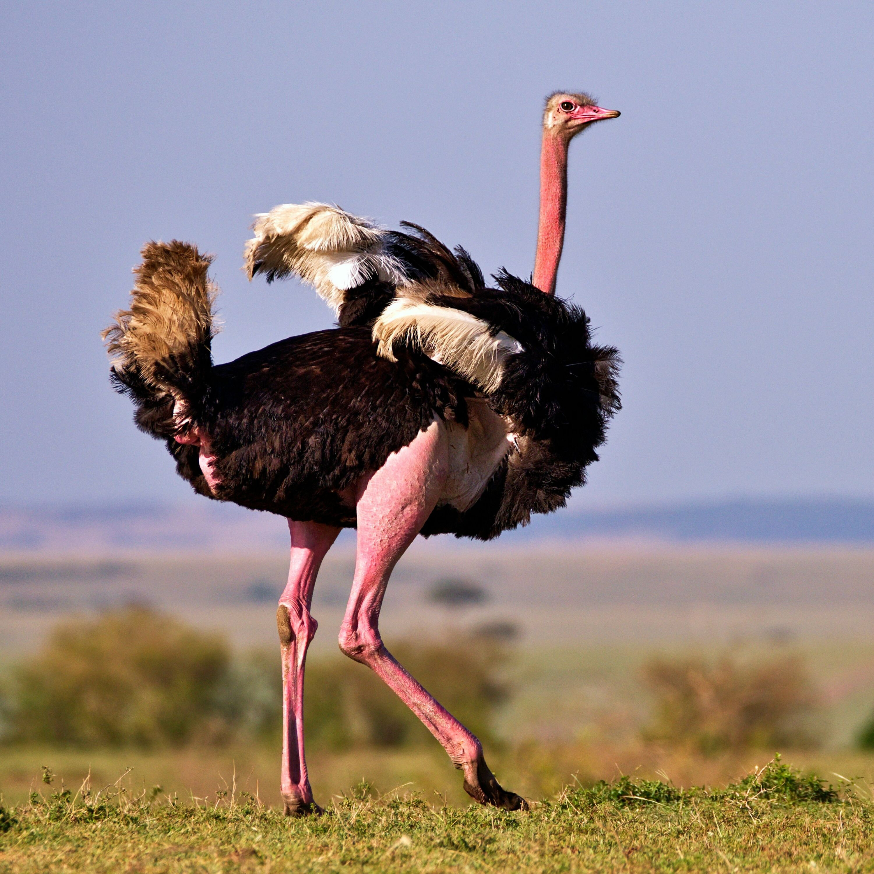 What Are the Secrets of the World’s Largest Birds? What Are the Secrets of the World’s Largest Birds?
