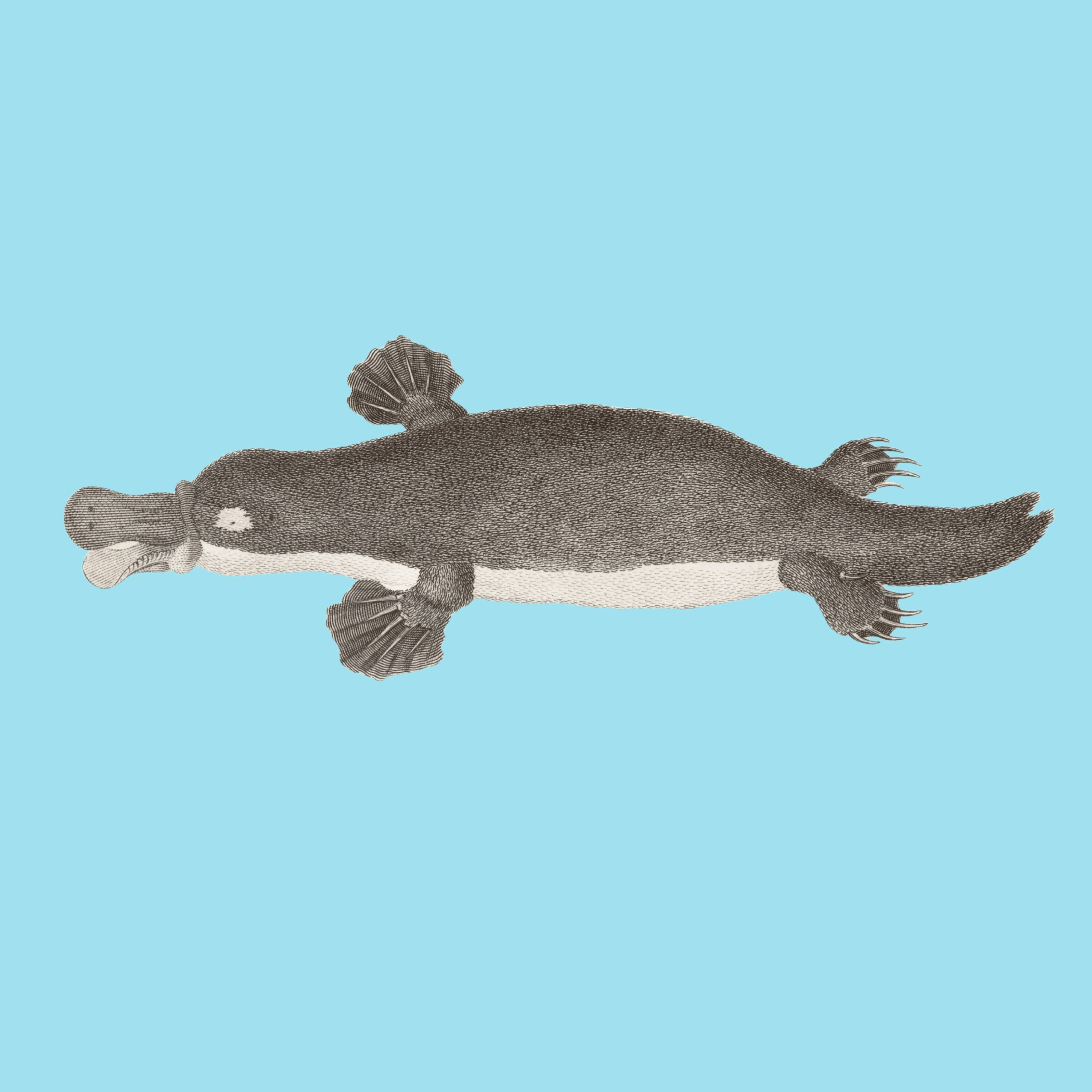 What’s the Plural of Platypus? Plus More Platypus Facts! episode artwork