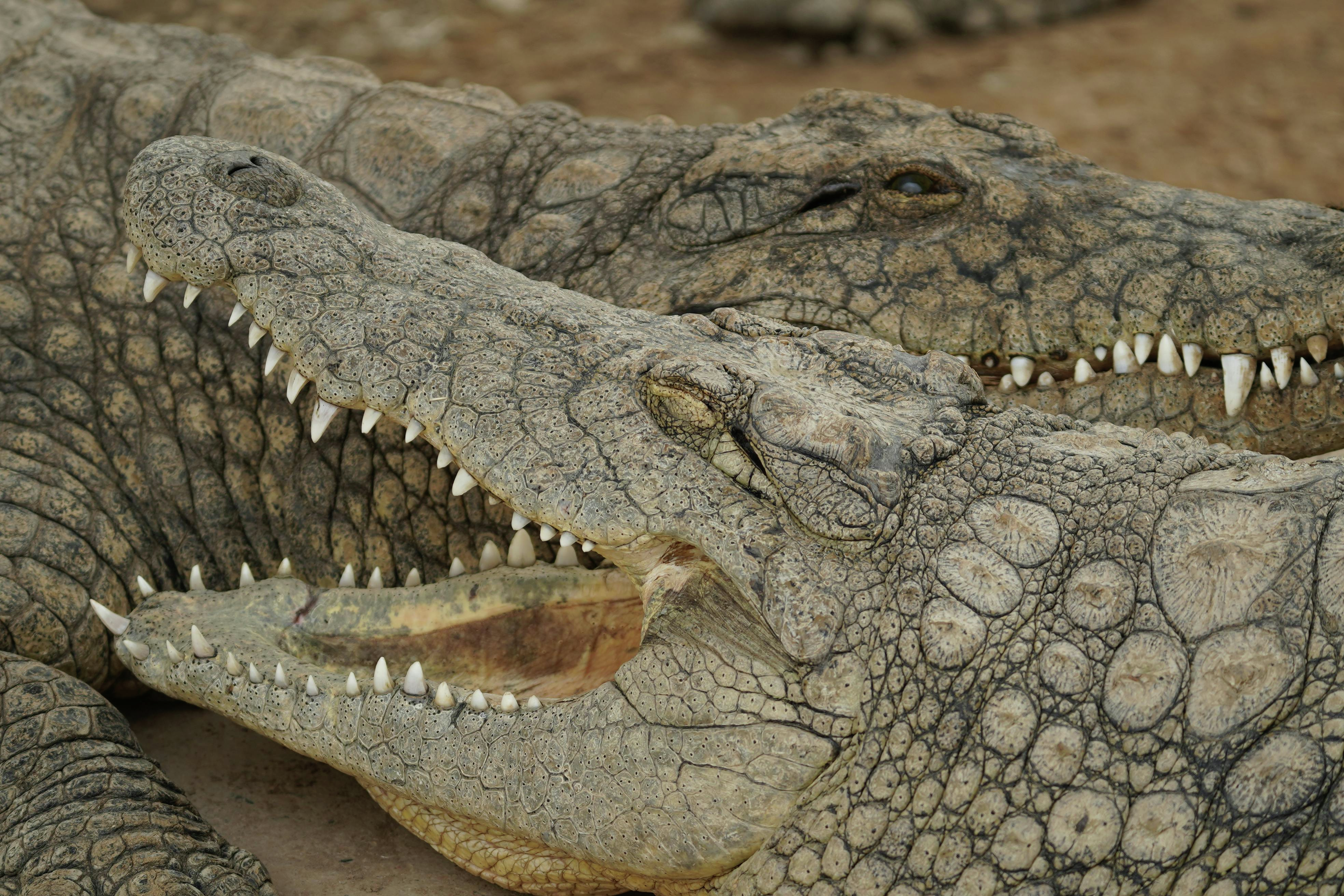 9 Chomp-worthy facts about Alligators
