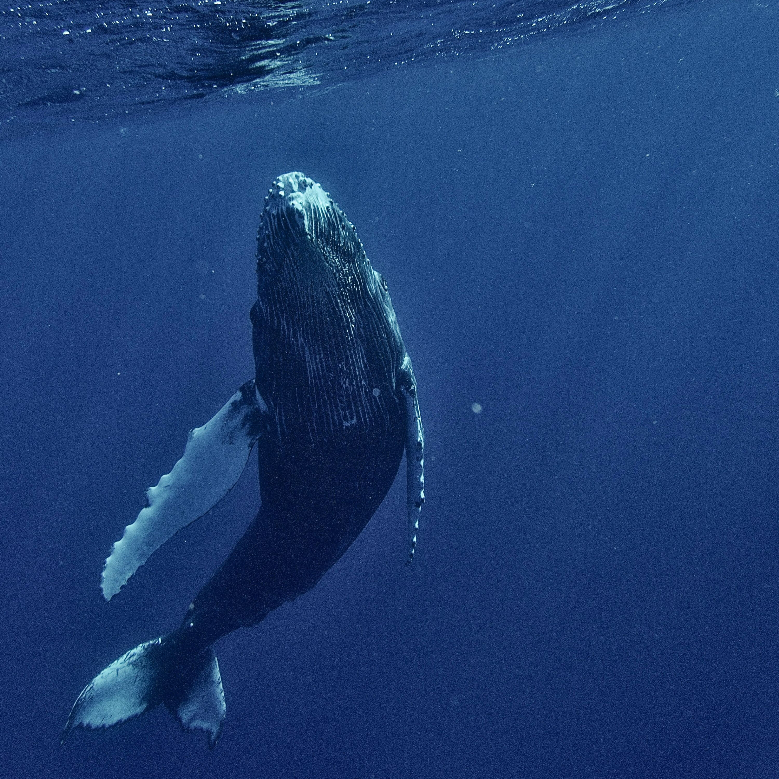 Why Are Whales So Big? with Nick Pyenson!
